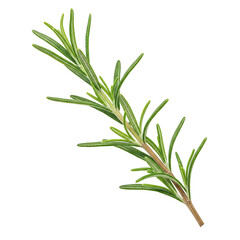 Obraz premium Detailed Close Up Of Fresh Rosemary Sprig Isolated On Transparent Background Bright Green Aromatic Herb Culinary Ingredient