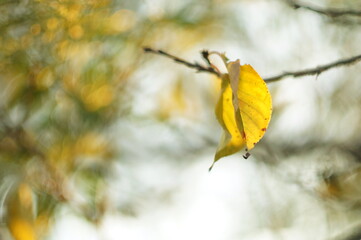 Obraz premium 残暑の枯れ葉