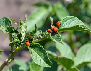 Potato beetles on potato leaves