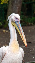 Majestic water bird portrait, close-up