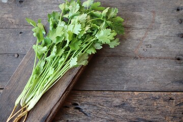 Coriander herb on wood background