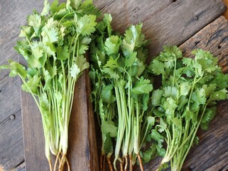 Coriander herb on wood background
