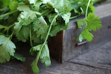 Coriander herb on wood background