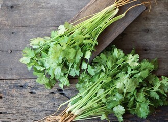 Coriander herb on wood background