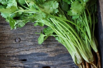 Coriander herb on wood background