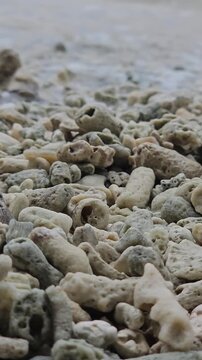 Hermit crab walking on white coral stones by the beach. A hermit crab crawls on a pile of white coral stones by the shore, slowly moving as waves sweep the beach.