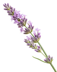 Lavender Sprig: A close-up shot of a vibrant lavender sprig, showcasing its delicate purple blooms and fresh green stem, creating a sense of natural beauty and calm. 