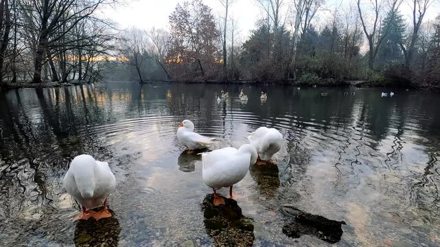 Serene ducks wade and glide on a tranquil lake surrounded by bare trees. The sunset casts a golden glow, creating ripples in the reflective water. A peaceful, natural scene.