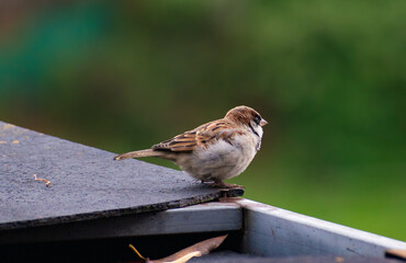 Tiny wings, big adventures: the sparrow’s story begins.