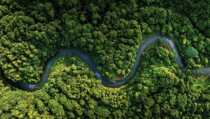 Obraz premium Lush green forest with winding river