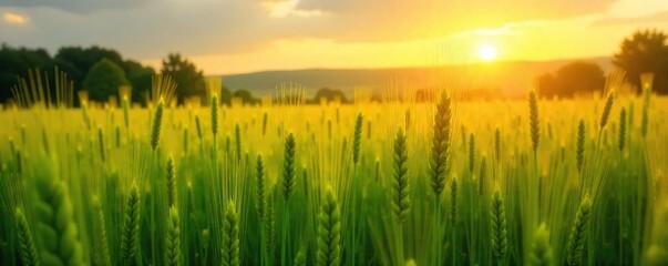 Golden hour sunlight bathes a lush green field of ripening wheat, swaying gently in the warm summer breeze Ready for harvest, the landscape is idyllic and peaceful , field, agriculture, botany