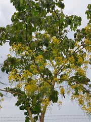 tree in the park