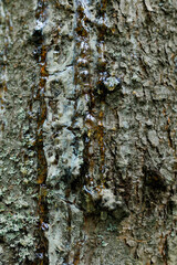  Pine Tree Resin. Solid amber resin drop on a pine tree bark . Tree resin flows from the trunk of a pine tree
