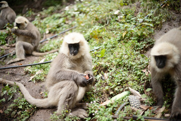 Primate Holding and Eating Fruit Outdoors