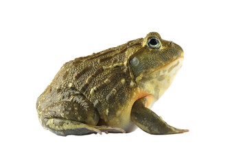 The African Giant Bullfrog (Pyxicephalus adspersus) closeup from side view, Juvenile African Giant Bullfrog on isolated background	