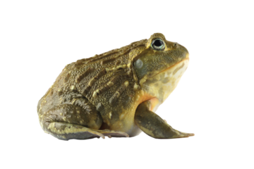 The African Giant Bullfrog (Pyxicephalus adspersus) closeup from side view, Juvenile African Giant Bullfrog on isolated background	