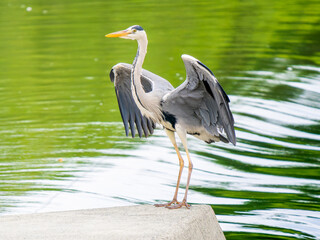 水辺のアオサギ,