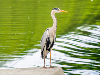 水辺のアオサギ,