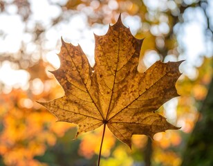 Fototapeta premium Autumn maple leaf in sunlight