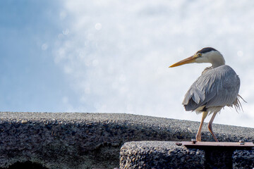 水辺のアオサギ,