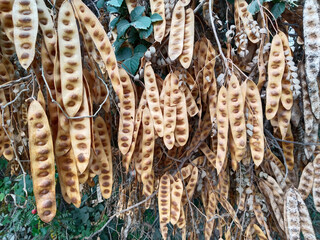Closeup view of Albizia lebbeck seed pod clusters hanging from tree branches in dry brown condition, native Indian flora captured in natural daylight for botanical and educational use