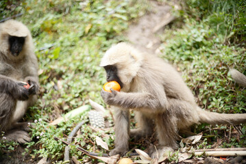 Primate Holding and Eating Fruit Outdoors