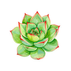 Fototapeta premium Watercolor Echeveria Succulent