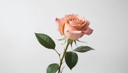 Roses, bright and beautiful colors