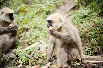 Primate Holding and Eating Fruit Outdoors