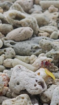 Two hermit crabs on white coral stones. Two hermit crabs crawling and playing among white coral stones, showcasing marine coastal wildlife.