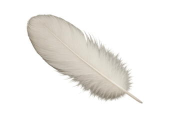 White feather delicately resting, revealing soft texture and wispy structure against clean transparent backdrop