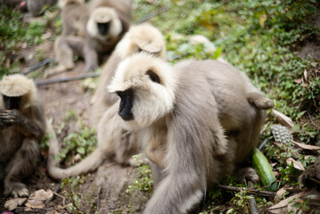 Semnopithecus dussumieri Feeding in Natural Habitat