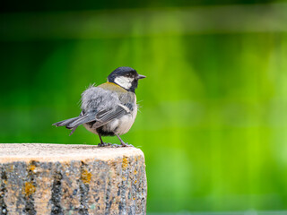 切り株にとまるシジュウカラ