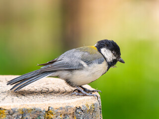 切り株にとまるシジュウカラ