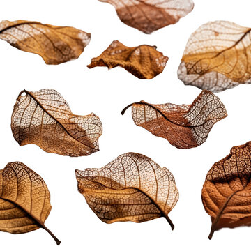 Parched, desiccated, skeletal leaf fragments, faded ochre, terracotta, scattered on stark white with sharp shadows, close-up macro. Concept of natural degradation