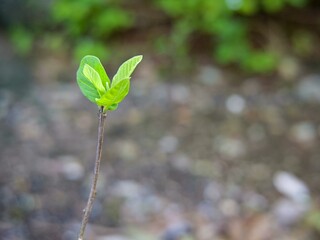 Close up of young leaf shoots with blurred abstract background.