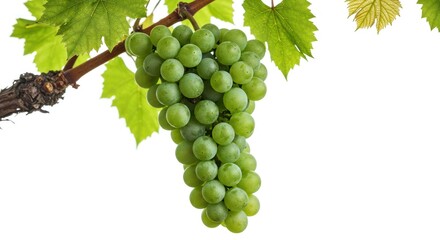 Obraz premium Green Grapes Hanging on Vine with Leaves in Bright Light