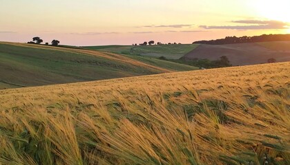 Obraz premium Golden wheat field at sunset. Rolling hills in the background