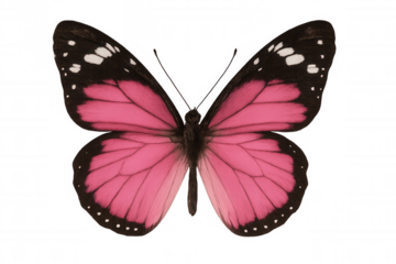 Pink butterfly spreading wings, revealing translucent membrane and detailed wing patterns against transparent background