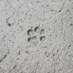 dog's paw prints