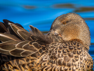 水辺のハシビロガモ