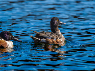 水辺のハシビロガモ