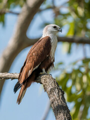 Brahminy kite bird perched on a textured tree branch against blue sky raptor bird of prey
