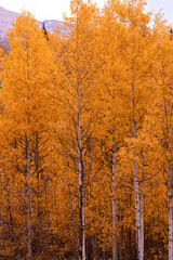 Fototapeta premium Dense Autumn Forest of Golden Aspen Trees | Aerial Scenic View, Vibrant Fall Colors, Seasonal Colorado Nature Landscape, Yellow Foliage, September October Background, Autumn Season Travel & Photograph