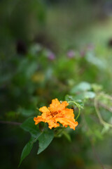 yellow marigold flower in the garden
