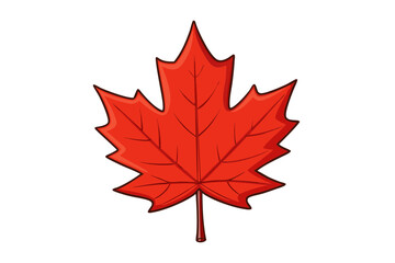 maple leaf isolated on white
