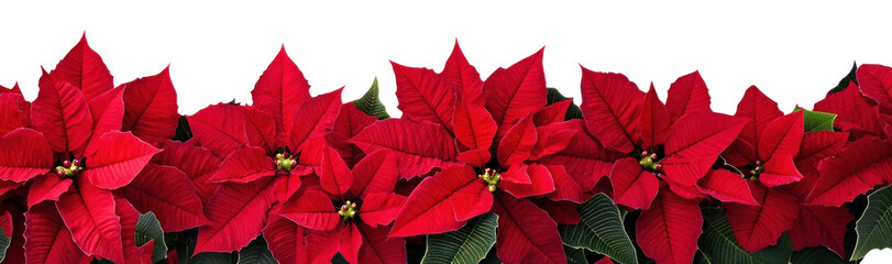 PNG Red poinsettia flower border flowers poinsettias white.