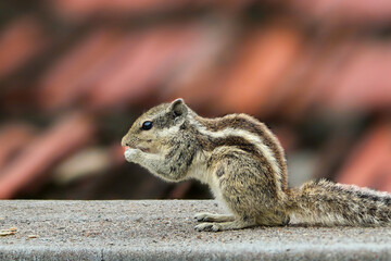 squirrel eating nut