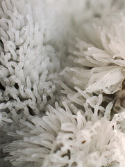 Close up Fungus from Tropical Rainforest.