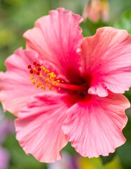 Obraz premium Pink Hibiscus Flower Closeup